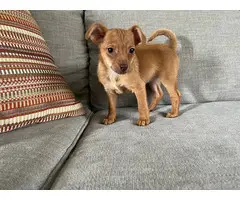 6 Chiweenie puppies looking for their fur-ever homes - 5