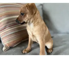 6 Chiweenie puppies looking for their fur-ever homes - 6