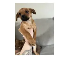6 Chiweenie puppies looking for their fur-ever homes - 7