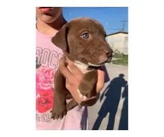 4 Pitbull Husky Mix puppies