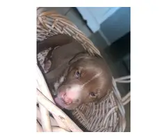 4 Pitbull Husky Mix puppies - 4