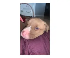4 Pitbull Husky Mix puppies - 5