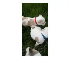 Gottiline Pitbull puppies - 4