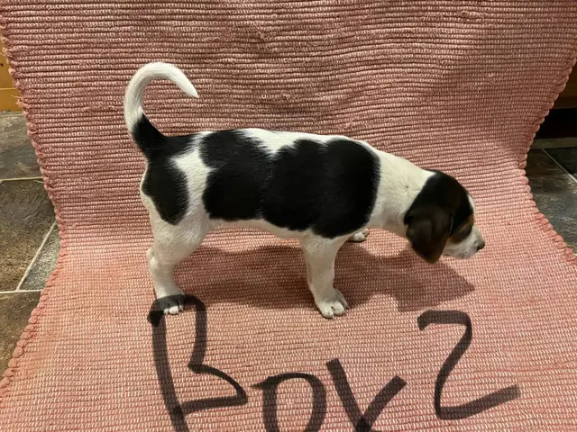 Beagle Blue Heeler Mix Puppies - 4/15