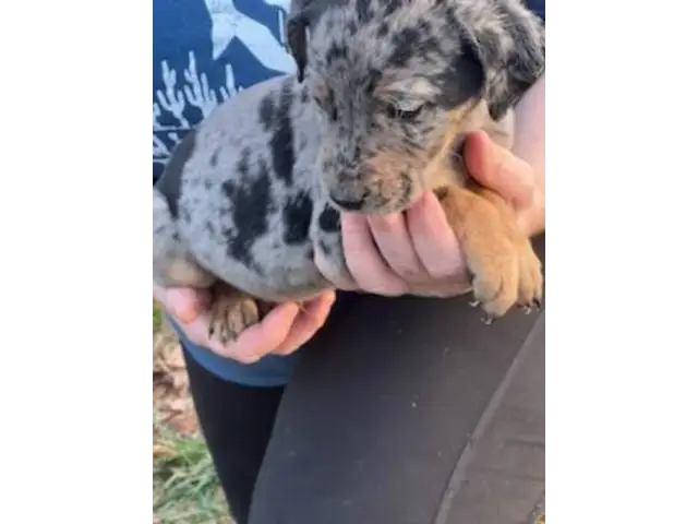 5 Catahoula puppies ready for new homes - 1/6