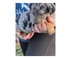 5 Catahoula puppies ready for new homes