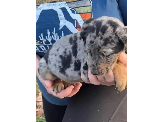 5 Catahoula puppies ready for new homes - 2/6