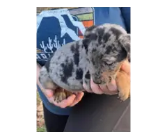 5 Catahoula puppies ready for new homes - 2