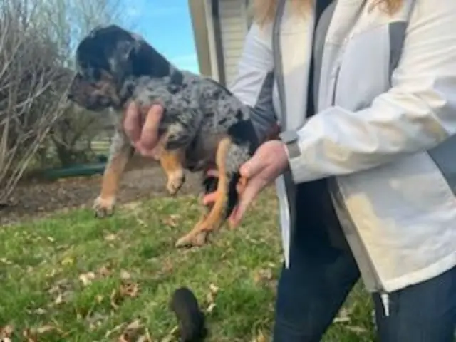 5 Catahoula puppies ready for new homes - 4/6