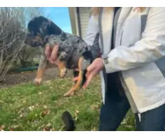 5 Catahoula puppies ready for new homes - 4