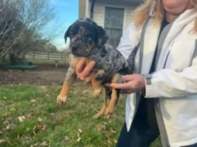 5 Catahoula puppies ready for new homes - 5/6