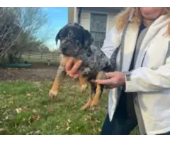 5 Catahoula puppies ready for new homes - 5