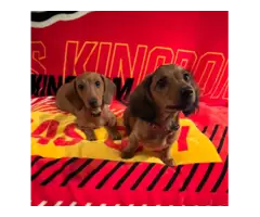 2 Cute AKC Mini Dachshund Puppies for Sale