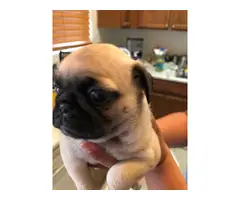 2 fawn pug puppies