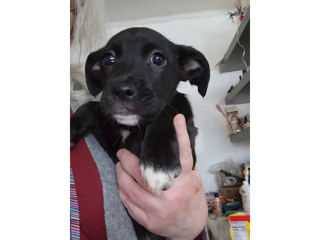 10 weeks old Boxador puppies needing a good home
