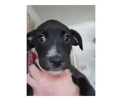 10 weeks old Boxador puppies needing a good home - 2
