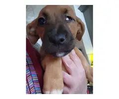 10 weeks old Boxador puppies needing a good home - 3