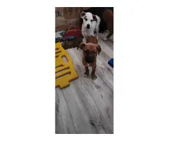10 weeks old Boxador puppies needing a good home - 4