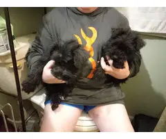Solid black miniature schnauzer puppies for sale - 1
