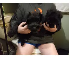Solid black miniature schnauzer puppies for sale - 4