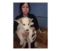 Husky German Shepherd Mix Puppies - 8