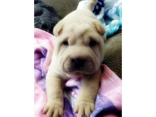 7 Weeks Old Akc Chinese Shar Pei Male Puppy In Nashville