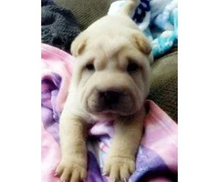 7 weeks old AKC Chinese Shar-pei male puppy