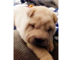7 weeks old AKC Chinese Shar-pei male puppy - 2
