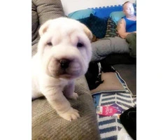 7 weeks old AKC Chinese Shar-pei male puppy - 3