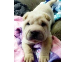 7 weeks old AKC Chinese Shar-pei male puppy - 4