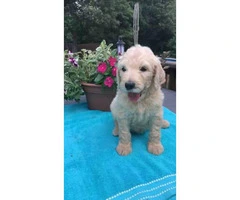 F1b golden doodles available $1000 - 1