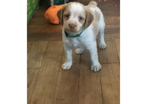 Orange and white Brittany puppies