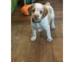 Orange and white Brittany puppies