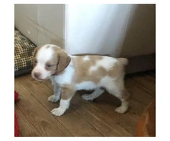 Orange and white Brittany puppies - 2