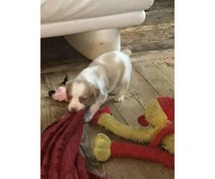 Orange and white Brittany puppies - 5