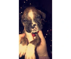 5 more AKC registered boxer puppies $850 - 3