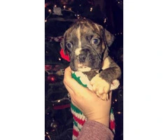 5 more AKC registered boxer puppies $850 - 4