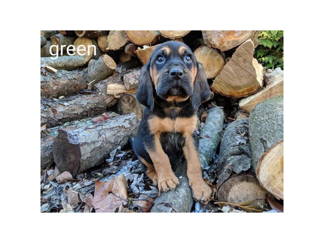 4 male CKC bloodhound puppies available