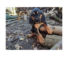 4 male CKC bloodhound puppies available - 2