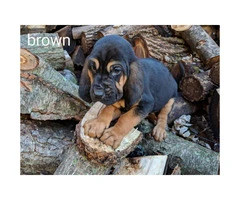 4 male CKC bloodhound puppies available - 3
