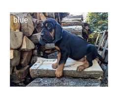 4 male CKC bloodhound puppies available - 4