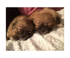3 Pomeranian crossed with Pekingese  puppies - 2