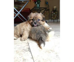 3 Pomeranian crossed with Pekingese  puppies - 3