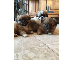 pomeranian pekingese