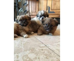 3 Pomeranian crossed with Pekingese  puppies - 4