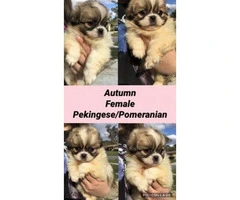 3 Pomeranian crossed with Pekingese  puppies - 5