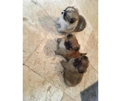 3 Pomeranian crossed with Pekingese  puppies - 9