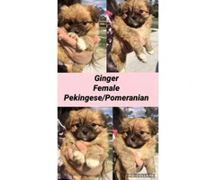3 Pomeranian crossed with Pekingese  puppies - 11