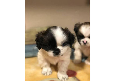 2 months old Hypoallergenic non shedding beautiful shihtzu puppies
