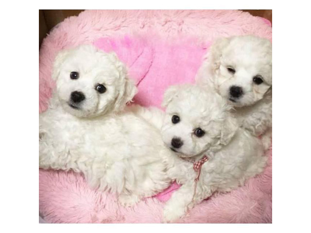 Goldendoodle puppies for adoption, 2 Males and 1 female in ...